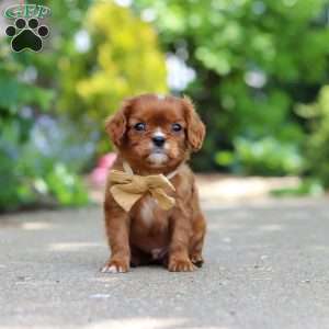 George, Cavalier King Charles Mix Puppy